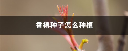 香椿种子怎么种植