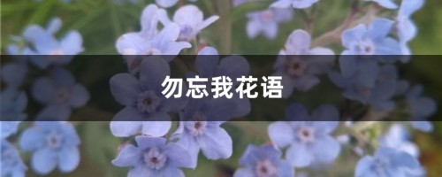 勿忘我花语和寓意