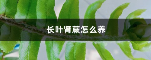 长叶肾蕨怎么养