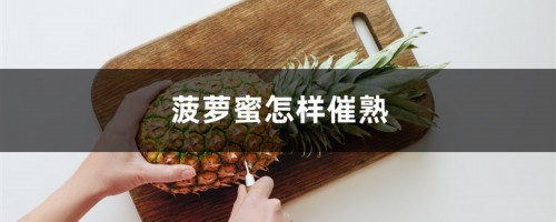 没熟的菠萝蜜怎么催熟