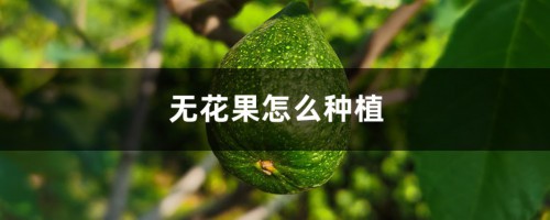 无花果怎么种植