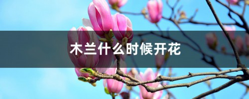 木兰什么时候开花