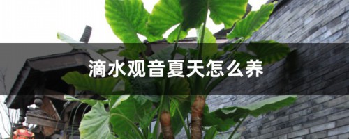 滴水观音夏天怎么养