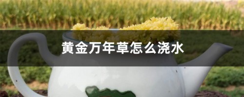 黄金万年草怎么浇水