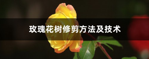 玫瑰花树修剪方法及技术