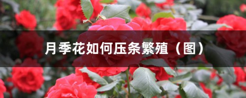 月季花如何压条繁殖（图）